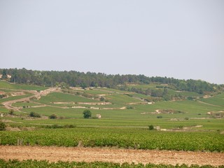 Fototapeta premium Wineyard／Beaune,France