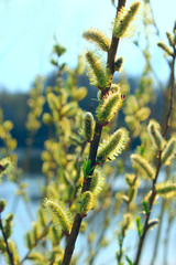 branch of willow in the spring