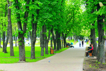 city park with promenade path benches and big green trees