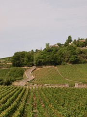 Wineyard／Beaune,France