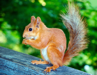 Red squirrel eating nuts