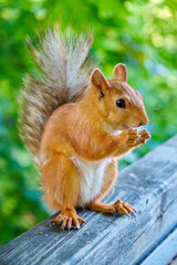Red squirrel eating nuts