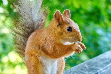 Squirrel eating nuts