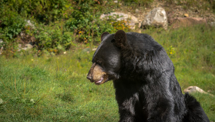 Black bear enjoying the summer sun