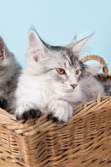 Maine coon kittens in basket