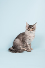 Fototapeta na wymiar Maine coon kitten sitting in studio on blue