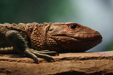 Iguane marron