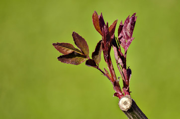 Tiny red leaves