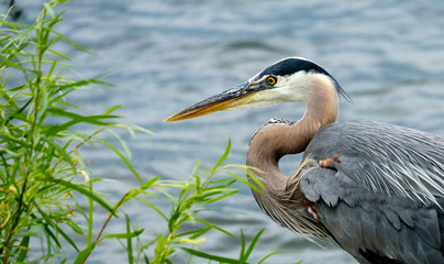 Great blue heron