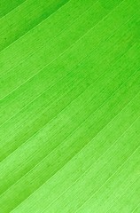 Neon Colored Banana Leaf Background With Lines. Close up of banana leaf textured background for slides and graphic resource. Leaf that reminds me of tropical plants and weather. 