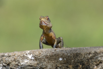 Naklejka na ściany i meble Lizard sitting on a tree stump.