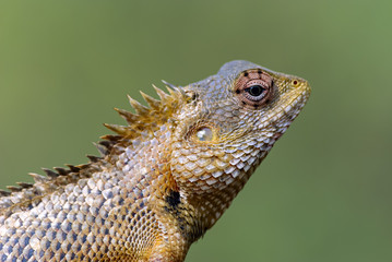 Lizard sitting on a tree stump.