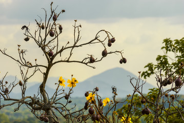 Fading tree Cochlospermum with yellow flowers in sri lanka.