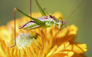 A green cricket sits on a calendula flower.