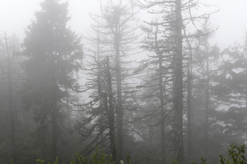 Fototapeta na wymiar Dead trees ate in the fog. Silhouettes.