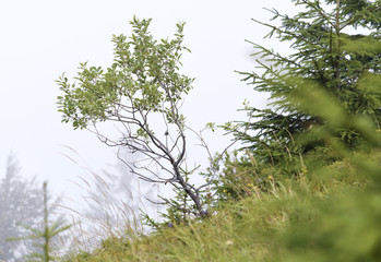 A young tree on a mountainside. Surrounded by grass and bushes are blueberries.