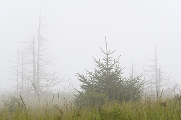 Live and dead Christmas trees on the slopes of the mountains. Fog, Cloudy.