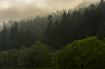 Fir forest on the slopes of the mountains. Overcast weather, fog.