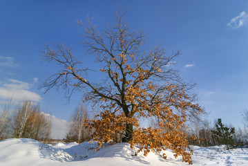 Oak tree in winter in clear weather.