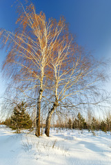Trees of birch in winter at sunset.