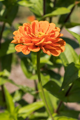 Orange Flower