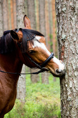 Obraz premium Funny horse chewing on the tree log