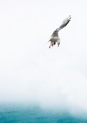 Beautiful seagull in venedig on a rainy day