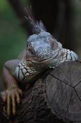 Portrait d'iguane