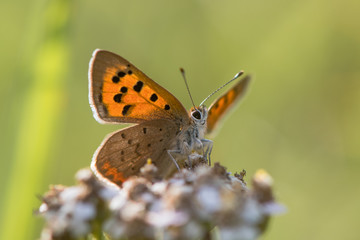 Fototapeta na wymiar Small copper butterfly (Lycaena phlaeas) from below. Small butterfly in the family Lycaenidae nectaring on yarrow, with underside of wings visible