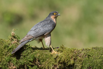 A profile portrait of a male sparrow hawk perched on a tree trunk covered in lichen looking to the right