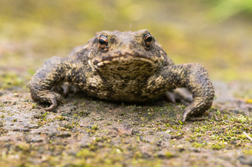 Common toad (Bufo bufo) head on. Amphibian in the family Bufonidae looking directly at camera