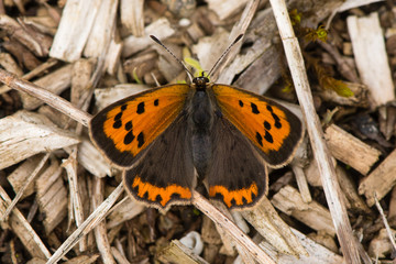 Small copper butterfly (Lycaena phlaeas) dorsal view. Small butterfly in the family Lycaenidae at...