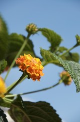 Lantana camara