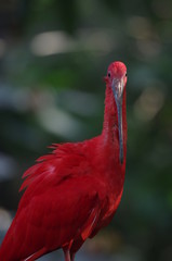 Portrait d'Ibis rouge