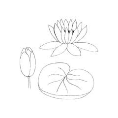 Vector illustration of lotus bud and leaf on white background