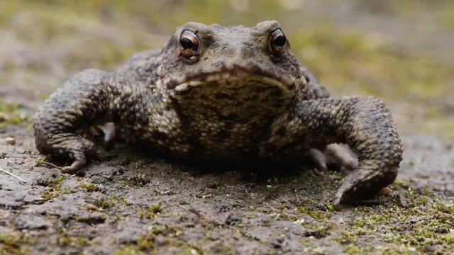 Common toad (Bufo bufo) head on. Amphibian in the family Bufonidae looking directly at camera