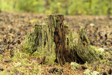 Covered with moss and lichen the old rotten stump in the forest close up with a blurred background.