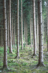 Obraz premium Wald aufforsten
