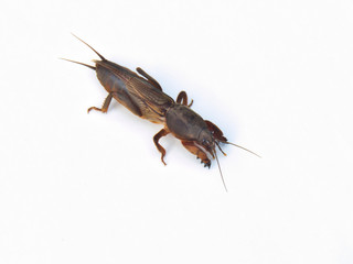 Mole cricket
