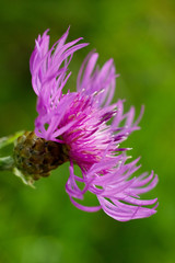 thistle violet flower