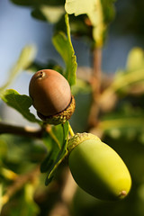 Obraz premium Oak background