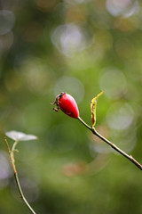 Rose hip for abstract background.