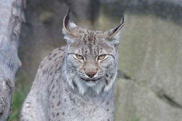 Portrait de lynx
