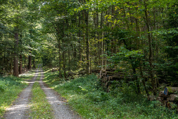 Fototapeta premium Ścieżka leśna