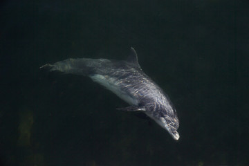 Dolphin Swimming Under Water © Rodney