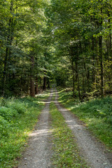 Obraz premium Ścieżka leśna