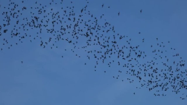 Bats flying on blue sky in evening.