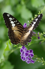 Papillon marron noir blanc