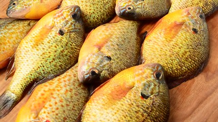 flier fish pictures