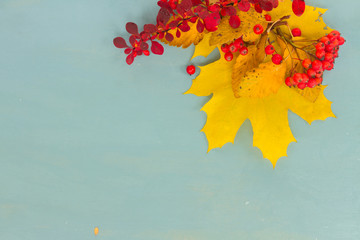 Fall yellow maple leaves and red berries on blue background